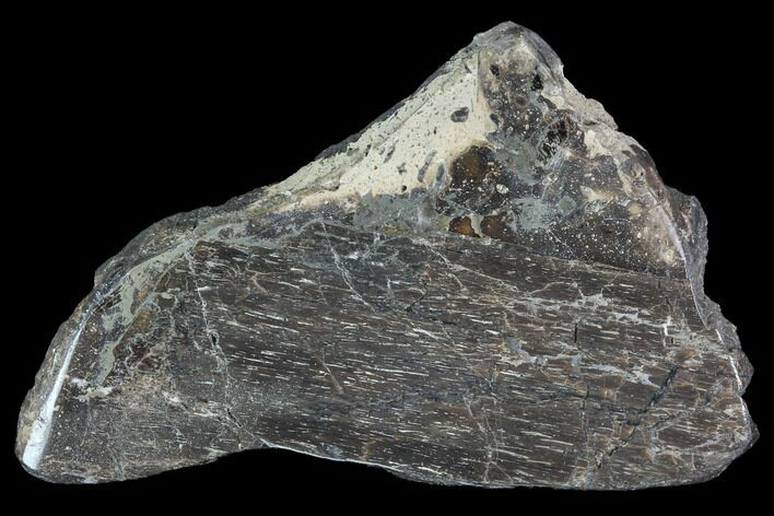 Polished Iguanodon Bone Slab - Isle Of Wight #96012